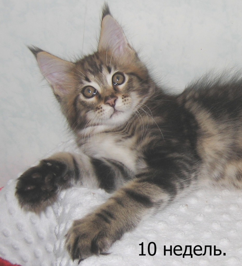 Marsel (2)