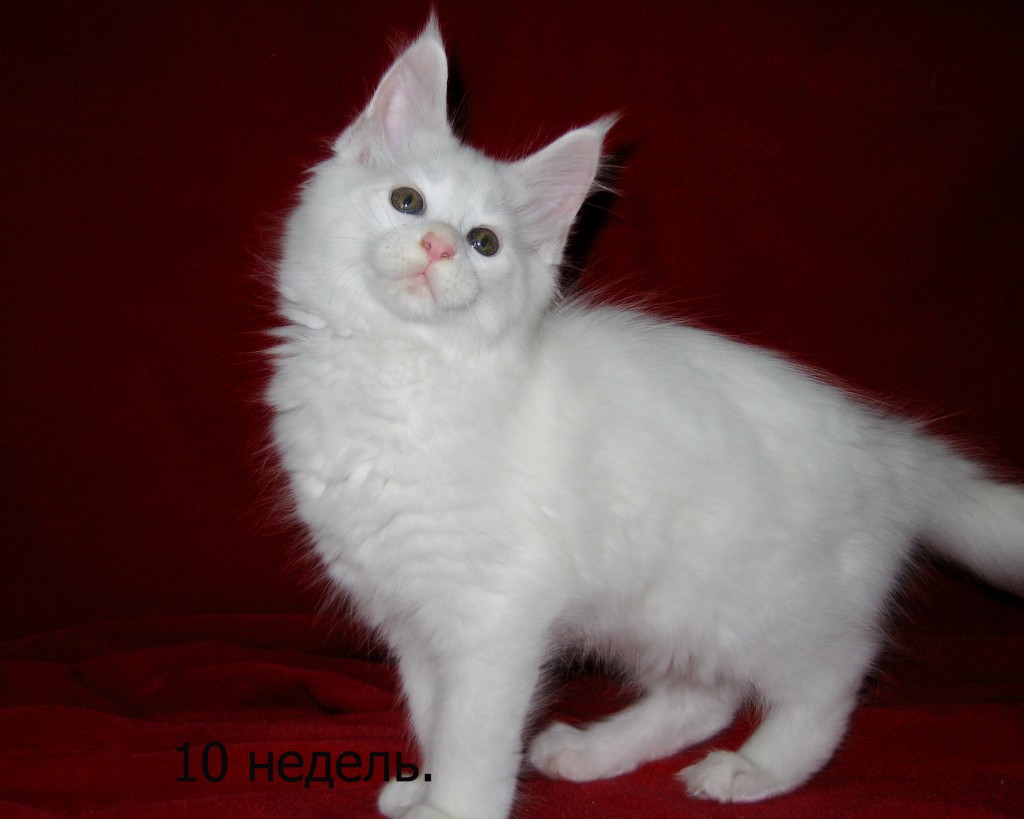 Матильда-6-1024x819